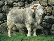 Herdwick_Thumb